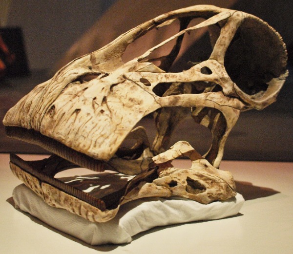 Nigersaurus taqueti
